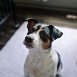 Meet your Posher, Allie